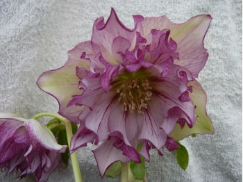 Helleborus x hybridus 'Barnhaven hybrids' Double Strain - Veined