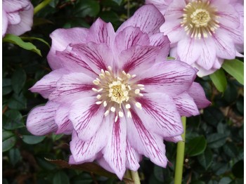 Helleborus x hybridus 'Barnhaven hybrids' Double Strain - Veined