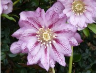 Helleborus x hybridus 'Barnhaven hybrids' Double Strain - Veined