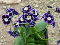 BARNHAVEN BORDER AURICULAS - Shaded-blue shades