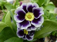 BARNHAVEN BORDER AURICULAS - Shaded-blue shades