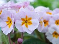 Primula DAYBREAK