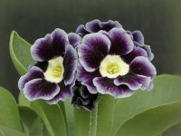 BARNHAVEN BORDER AURICULAS - Shaded-blue shades