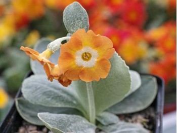 BARNHAVEN BORDER AURICULAS - Orange shades