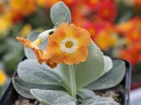 BARNHAVEN BORDER AURICULAS - Orange shades