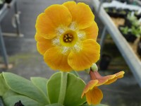 BARNHAVEN BORDER AURICULAS - Orange shades