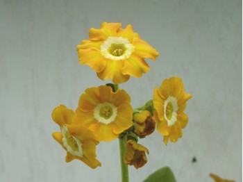 BARNHAVEN BORDER AURICULAS - Orange shades