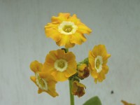 BARNHAVEN BORDER AURICULAS - Orange shades