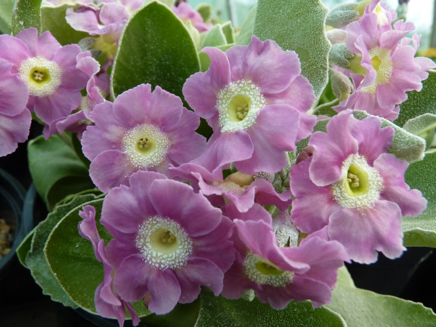 BARNHAVEN BORDER AURICULAS - Pink shades