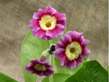 BARNHAVEN BORDER AURICULAS - Pink shades