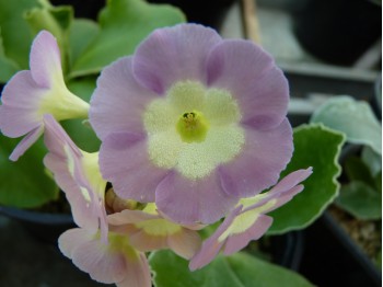 BARNHAVEN BORDER AURICULAS - Pink shades