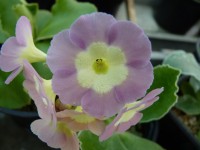 BARNHAVEN BORDER AURICULAS - Pink shades