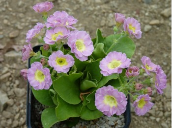 BARNHAVEN BORDER AURICULAS - Pink shades