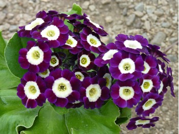 BARNHAVEN BORDER AURICULAS - Purple shades