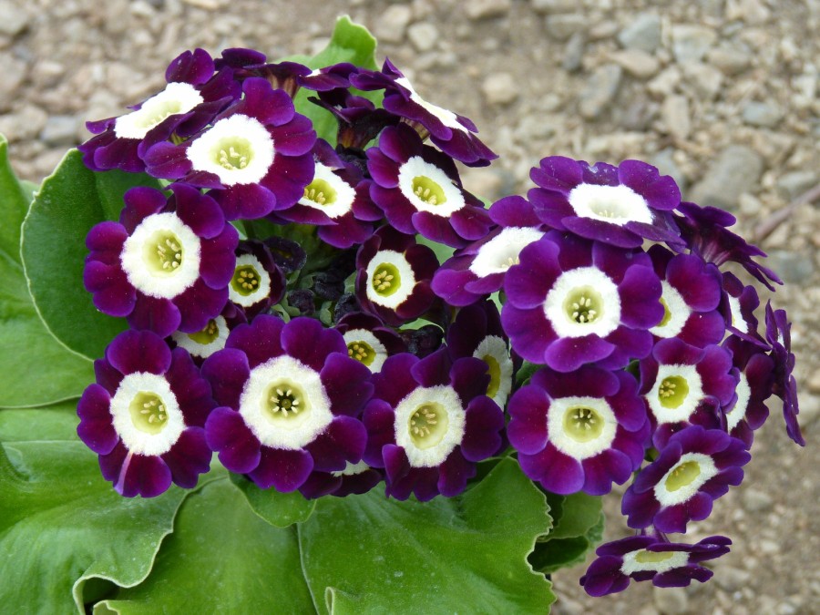 BARNHAVEN BORDER AURICULAS - Purple shades