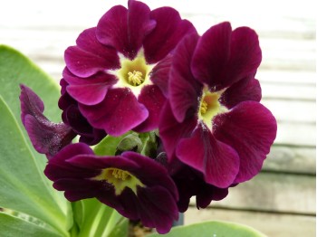 BARNHAVEN BORDER AURICULAS - Purple shades