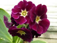 BARNHAVEN BORDER AURICULAS - Purple shades