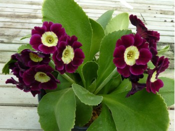 BARNHAVEN BORDER AURICULAS - Purple shades