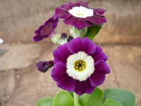 BARNHAVEN BORDER AURICULAS - Purple shades