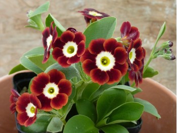 BARNHAVEN BORDER AURICULAS - Shaded Red shades