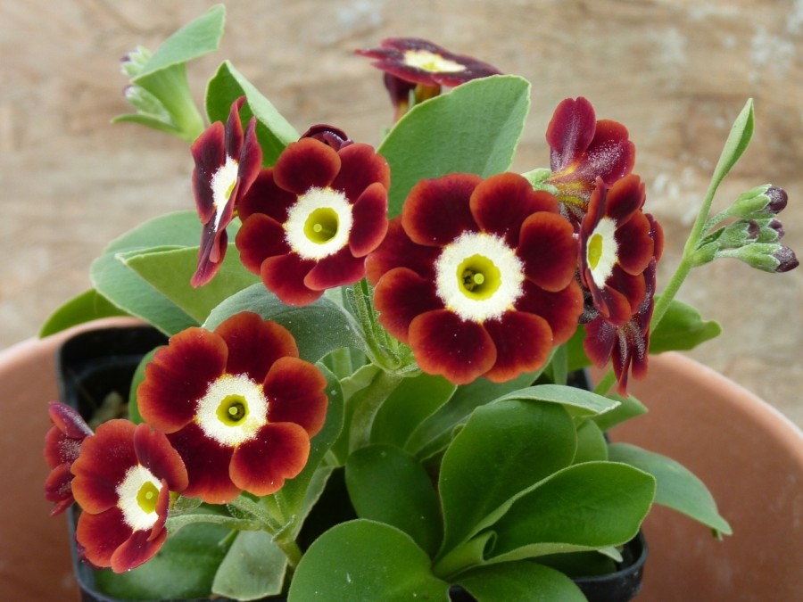 BARNHAVEN BORDER AURICULAS - Shaded Red shades