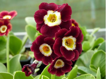 BARNHAVEN BORDER AURICULAS - Shaded Red shades