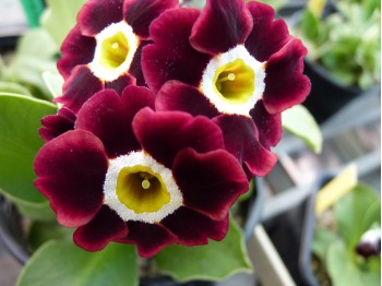 BARNHAVEN BORDER AURICULAS - Shaded Red shades