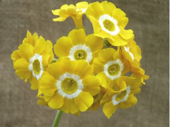 BARNHAVEN BORDER AURICULAS - Bright yellow shades