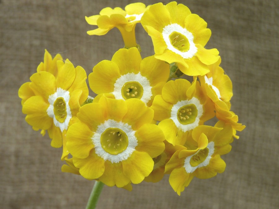 BARNHAVEN BORDER AURICULAS - Bright yellow shades