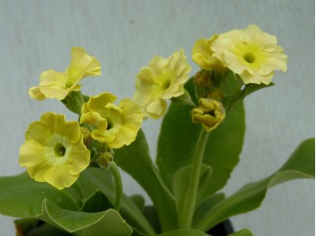 BARNHAVEN BORDER AURICULAS - Bright yellow shades