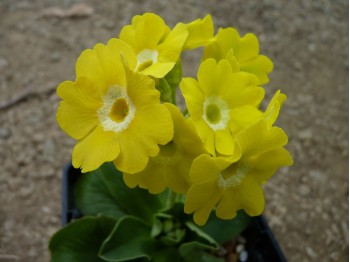 Primula aurikel Gelb