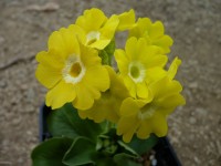 BARNHAVEN BORDER AURICULAS - Bright yellow shades