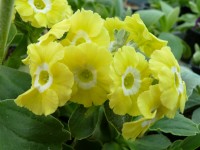 BARNHAVEN BORDER AURICULAS - Bright yellow shades