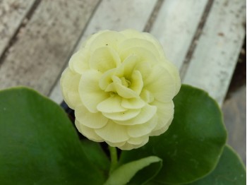 BARNHAVEN DOUBLE AURICULA - Cream shades