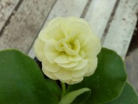 BARNHAVEN DOUBLE AURICULA - Cream shades