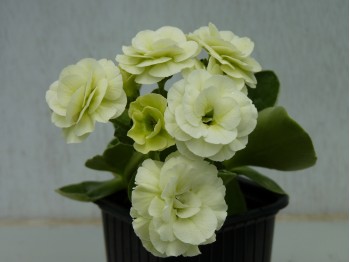 BARNHAVEN DOUBLE AURICULA - Cream shades