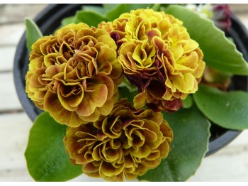 Primula auricula x 'Barnhaven double doré'