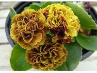 Primula auricula x 'Barnhaven double doré'