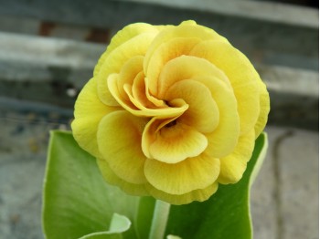 BARNHAVEN DOUBLE AURICULA - Gold shades