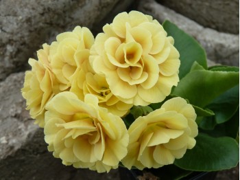 BARNHAVEN DOUBLE AURICULA - Gold shades