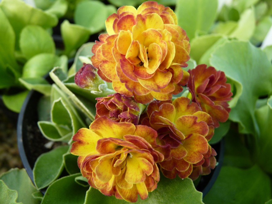 BARNHAVEN DOUBLE AURICULA - Orange shades