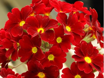 Primula x polyanthus 'RAMONA'