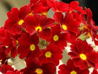 Primula x polyanthus 'RAMONA'