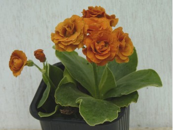 BARNHAVEN DOUBLE AURICULA - Orange