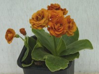 BARNHAVEN DOUBLE AURICULA - Orange