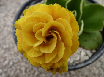 BARNHAVEN DOUBLE AURICULA - Orange shades