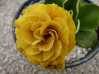 BARNHAVEN DOUBLE AURICULA - Orange shades