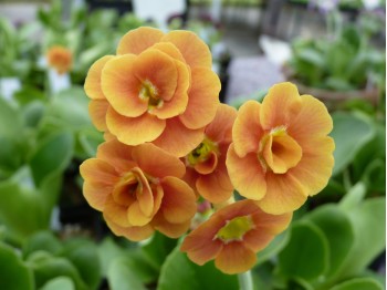 BARNHAVEN DOUBLE AURICULA - Orange shades