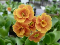 BARNHAVEN DOUBLE AURICULA - Orange shades