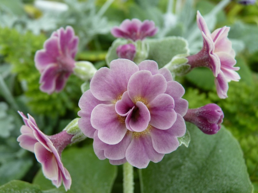 BARNHAVEN DOUBLE AURICULA - Pink shades